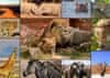 Puzzle Zvířata Afriky