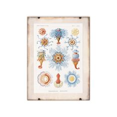 Vintage Posteria Dekorativní plakát Sifonophorae Ernst Haeckel A4 - 21x29,7 cm
