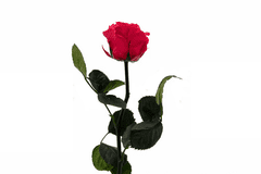 IDARY Stabilizovaná růže se stonkem v dárkové krabičce 30cm - tmavě růžová
