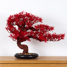 Bondek Pokojová dekorativní bonsai - Javor (PN-6)