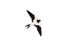 BeWooden Brož Swallow Brooch ze dřeva