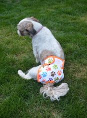 GaGa's pleny Kalhotky pro psy Hnědý pes XL