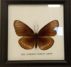 PETOS Trading Co. Obraz s motýlem – The Common Indian Crow