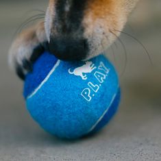P.L.A.Y. Dárkový set Tenisové míčky pro psy 4x