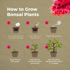 DIY SET - BONSAJ, pěstování 4 druhů rostlin